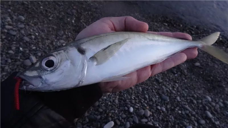 Морские трофеи