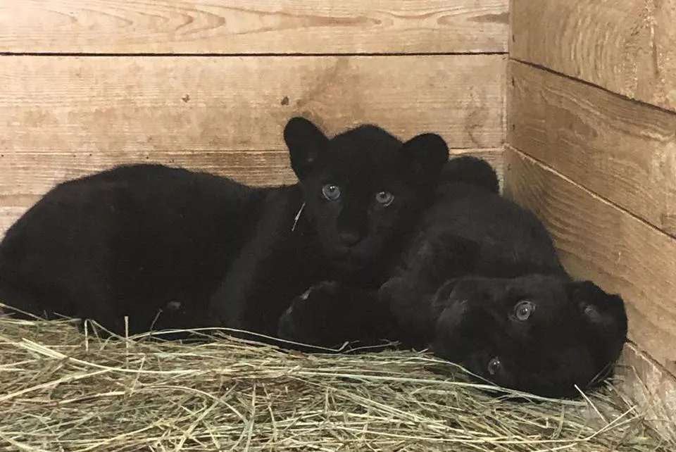 Теперь звери живут в комфортных условиях и скоро полностью реабилитируются.