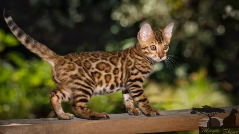 Бенгальский котенок