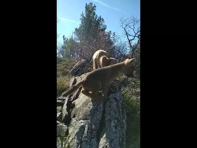 Красные волчата