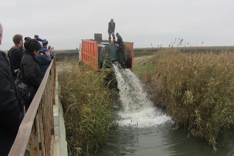Выпуск молоди амура.	