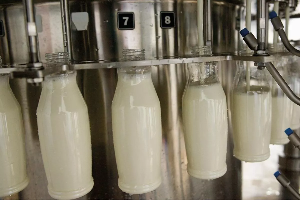 По объемам производства молока Кубань занимает второе MeCTO B PoccNN. По объемам производства молока Кубань занимает второе MeCTO B PoccNN.