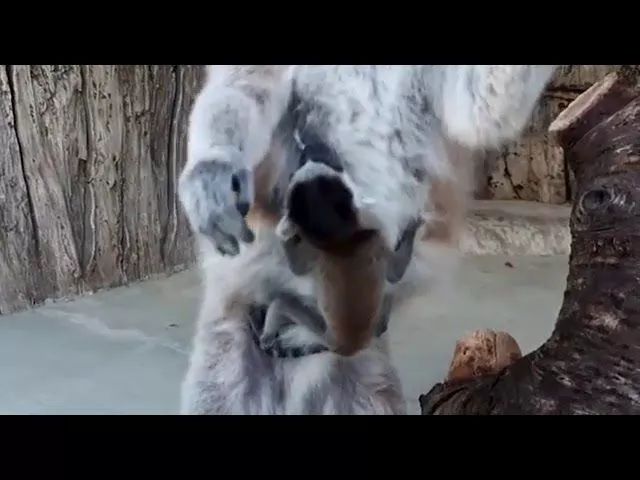 В сафари-парке Геленджика родился детеныш лемура