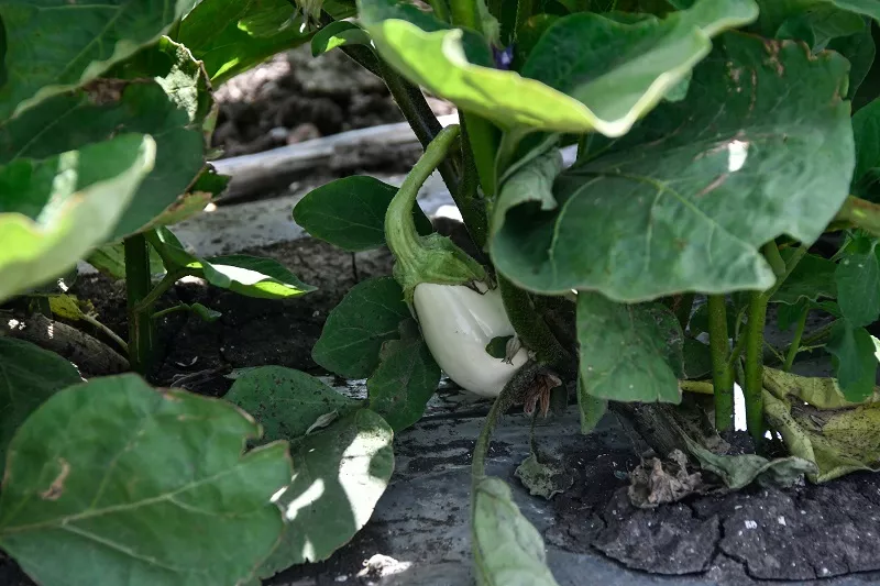 На сегодняшний день в КФХ под овощи отведено 30 га. В следующем году планируется ввести еще 170 га поливных земель. 