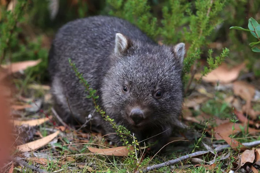 За время экспедиции путешественникам удалось наблюдать около 150 видов животных. За время экспедиции путешественникам удалось наблюдать около 150 видов животных.