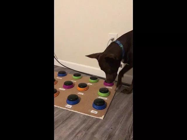 Stella Combining Words!