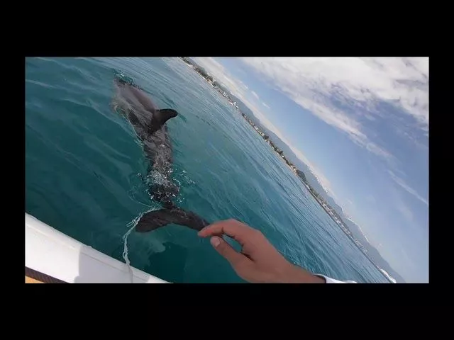 Операция сапсёрфинг. Спасение дельфина. Открыл купальный сезон