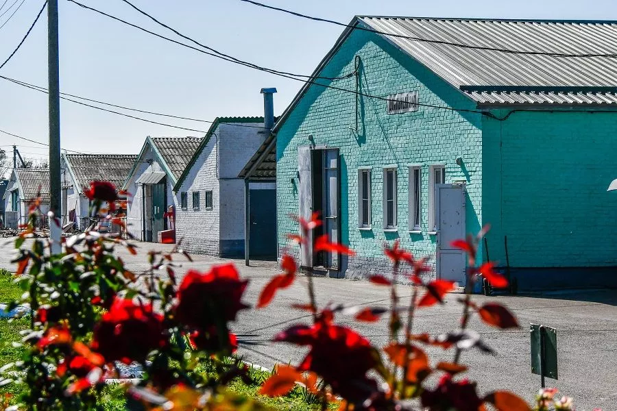 "Можно просто работать, а можно работать в праздничной атмосфере и с хорошим настроением. Коровы, они тоже чувствуют, что у человека на душе". "Можно просто работать, а можно работать в праздничной атмосфере и с хорошим настроением. Коровы, они тоже чувствуют, что у человека на душе".