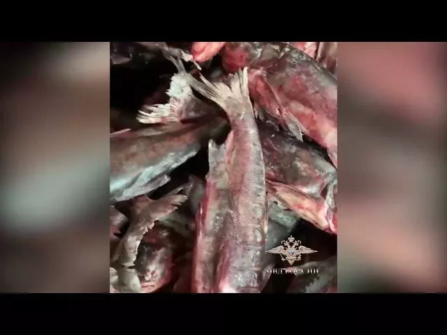 «МВД Медиа».