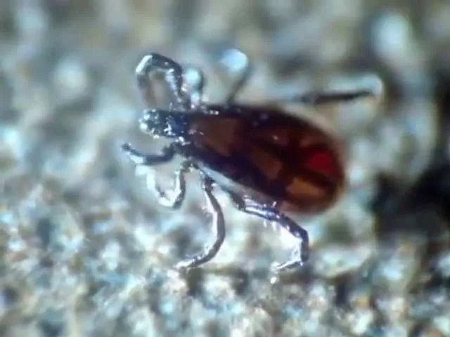 ОСТОРОЖНО КЛЕЩИ