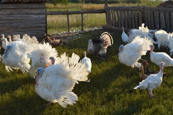 Кондауровы пользуются субсидиями на приобретение молодняка индейки, что повышает ее рентабельность. 