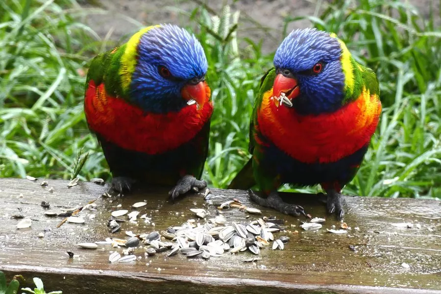 За время экспедиции путешественникам удалось наблюдать около 150 видов животных. За время экспедиции путешественникам удалось наблюдать около 150 видов животных.