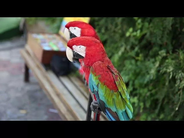 На курортах Краснодарского края полиция открыла охоту на фотографов-живодеров