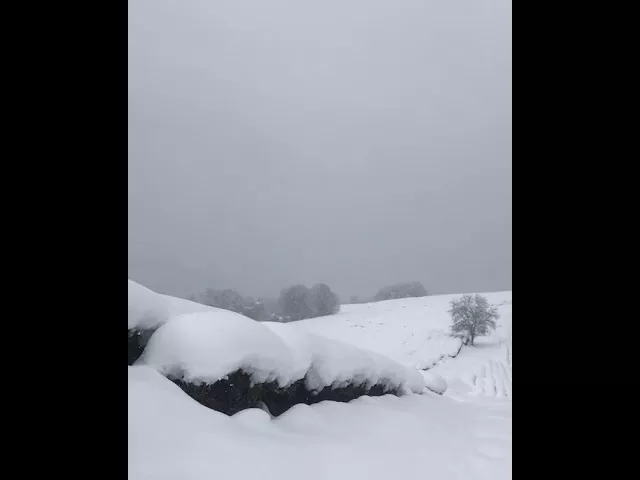 Чайные плантации в Сочи