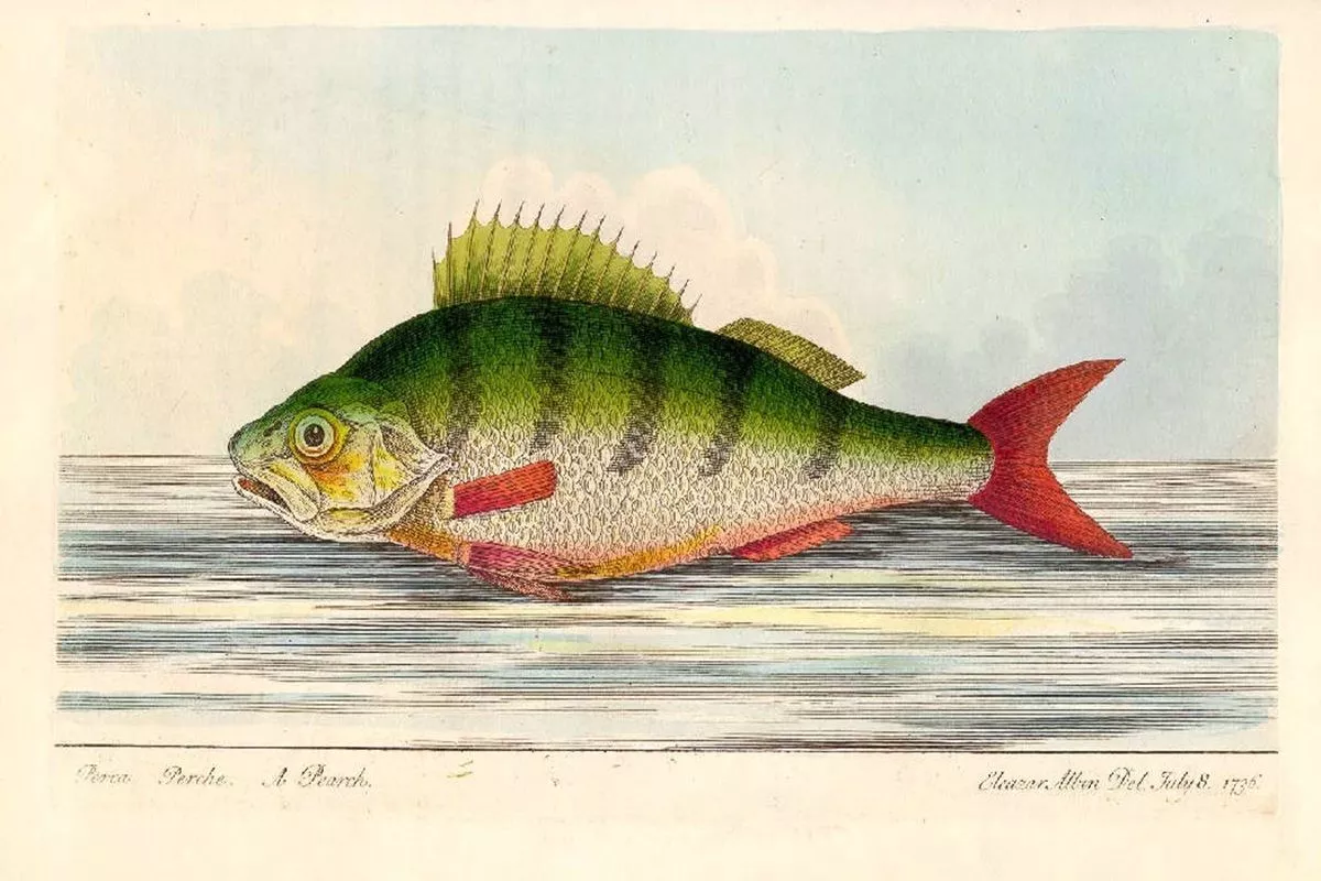 Рисунок окуня, 18 век.