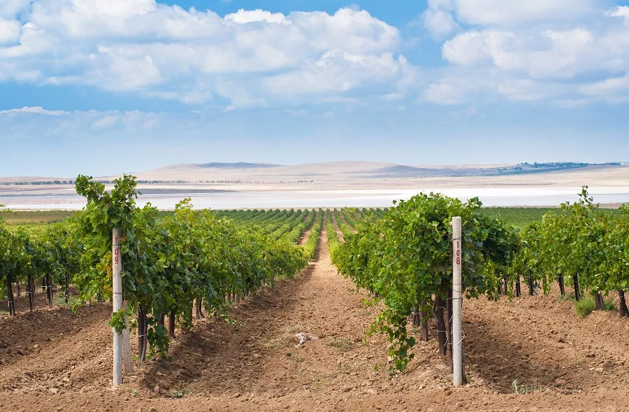 По площадям, виноградникам и объемам урожая агрофирма «Южная» – крупнейшая в России.