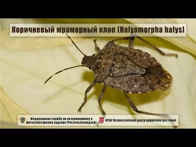 Коричневый мраморный клоп (Halyomorpha halys)