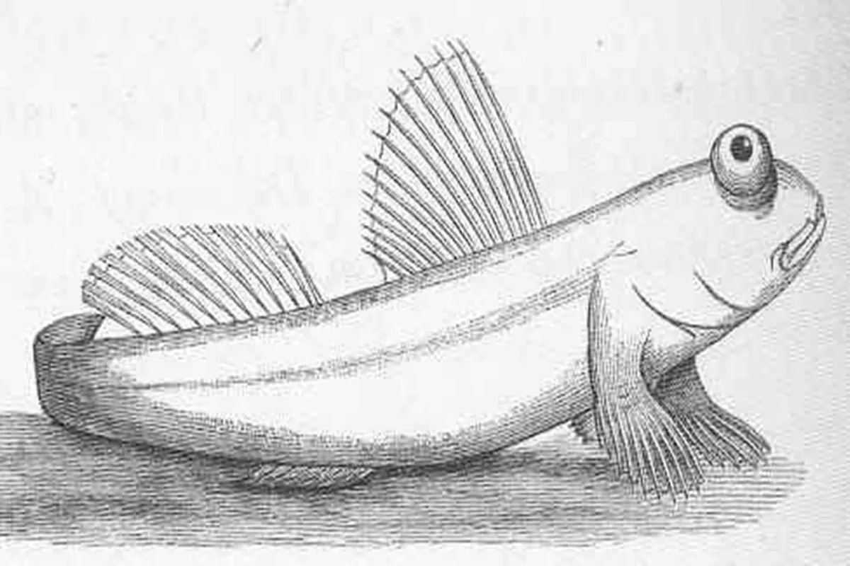 Иллюстрация из книги 18 века по изучению илистых прыгунов.