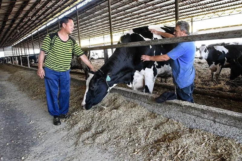 Специалисты ветслужбы Сергей Цой (слева) и Юрий Жилянов поддерживают стадо в добром здравии.
