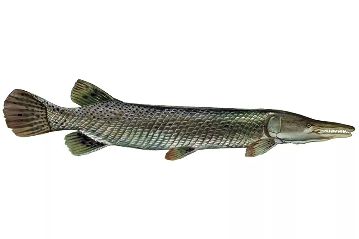 Изображение миссисипского панцирника (Atractosteus spatula).