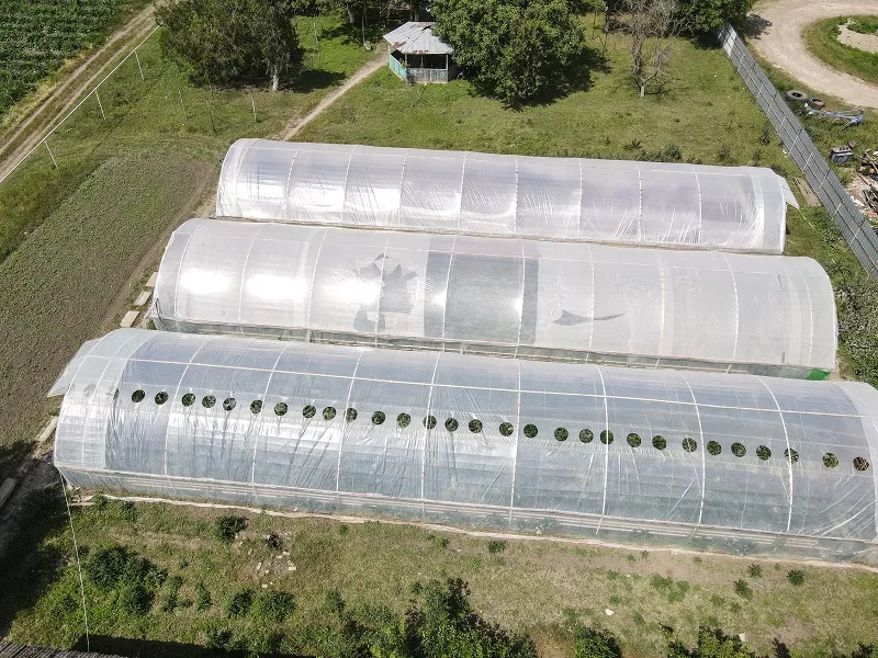 Томаты выращивают в трех теплицах общей площадью в 1,5 га с использованием капельного орошения.