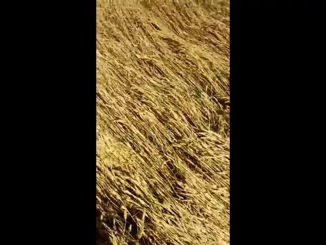 Круги на полях в Тихорецком районе 2