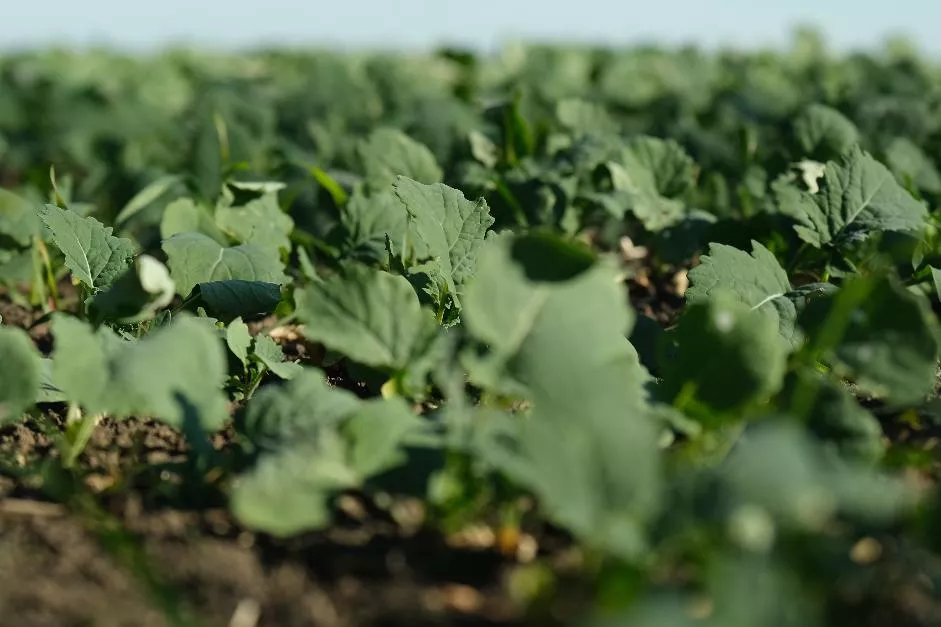 Состояние озимого рапса на полях хозяйства хорошее