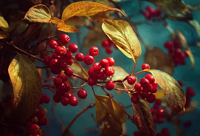 Пять декоративных деревьев, которые преобразят ваш сад без лишних хлопот