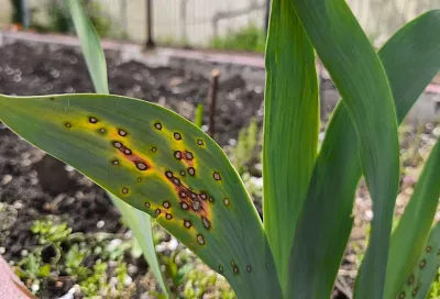 Само пройдет: почему, когда на листьях ириса появляются коричневые пятнышки, переживать стоит, но не очень