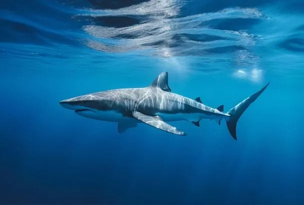 Акулы у Хургады: почему Красное море опаснее Чёрного