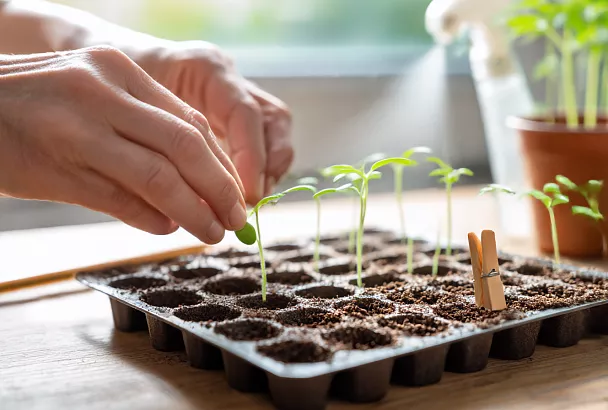 Посев ранних томатов в кассеты: готовим рассаду для теплицы за один вечер