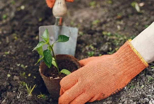Бросаю перед посадкой рассады в лунку простое зерно — и урожай в 2 раза больше