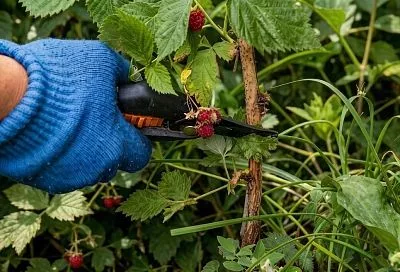 Как быть с малиной осенью: после сбора вырезаю все побеги прошлого года. Полезные советы опытного садовода 