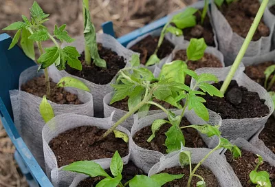 Убрать или оставить: надо ли перед пересадкой рассады томатов в грунт удалять нижние листья?