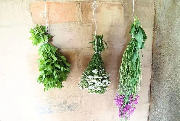 Собрала дома коллекцию трав, которые делают чай вкуснее, а здоровье - крепче