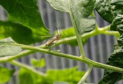 15-сантиметрового червя удалили из тела девочки после укуса комара в Краснодарском крае