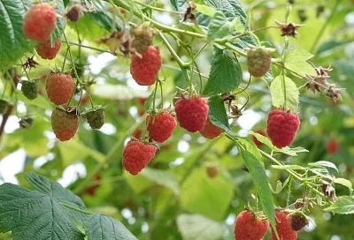 Ремонтантная или обычная: какая малина вам больше подходит