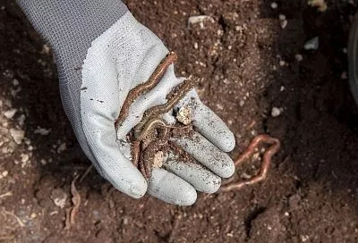 Черви – козыри у нас: желанные гости, которым рад каждый огородник