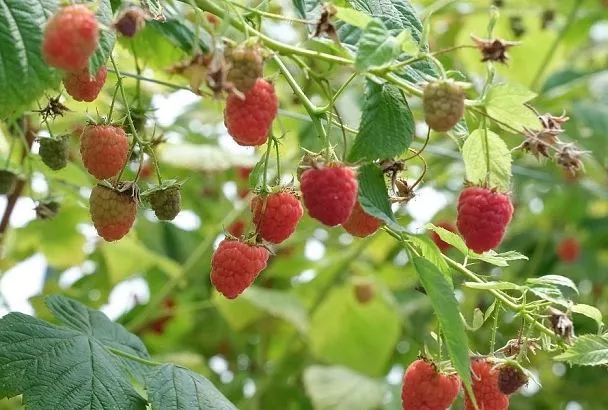 Ремонтантная или обычная: какая малина вам больше подходит