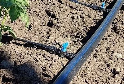Включаю капельный полив утром — слизни не возвращаются, листья чистые, без дыр