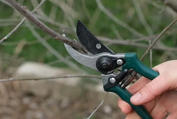 Весенняя обрезка плодовых деревьев: сделай это правильно, и они завалят урожаем с головой