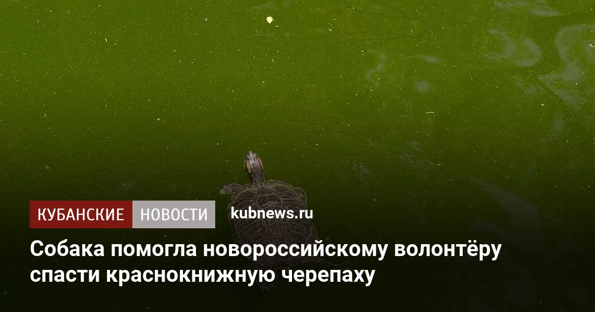 Собака помогла новороссийскому волонтёру спасти краснокнижную черепаху