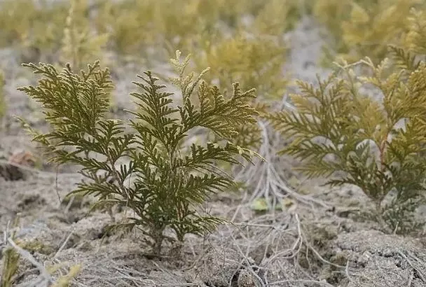 Когда зеленое – желтое: почему туи весной получают солнечный ожог и как их защитить