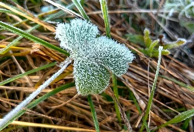 Ночные заморозки до -3 градусов задержатся в Краснодарском крае почти до конца недели