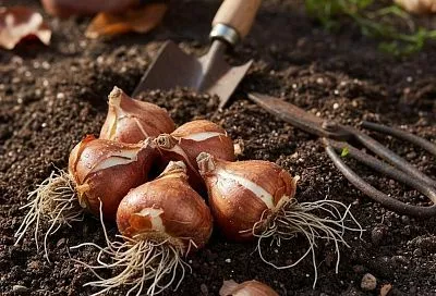 Сажайте тюльпаны осенью нашим методом для раннего моря цветов на зависть соседям