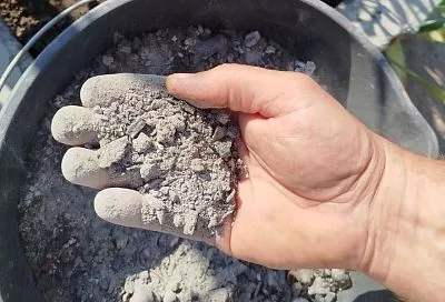 Растения, которым полезная зола только навредит: не повторяйте ошибок неопытных огородников