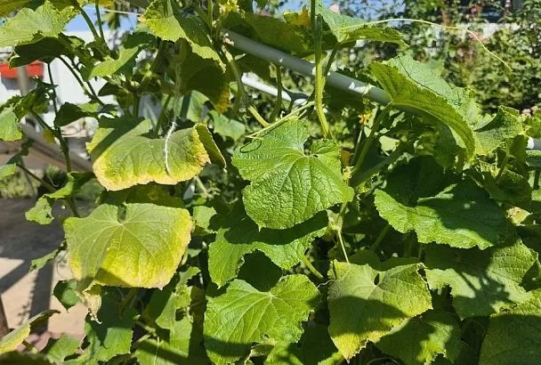 У огурцов завяли листья: с чего бы это, чем опасно и как помочь