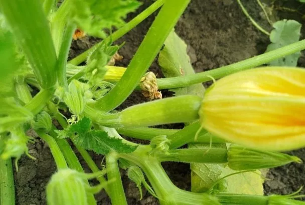 Кабачки не вяжутся, тыква не растет: ошибки, о которых надо знать