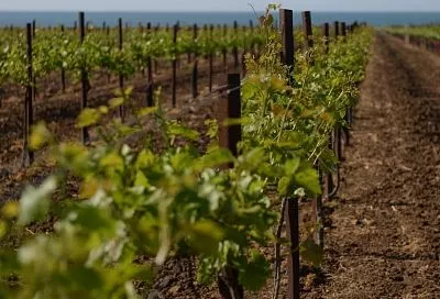 Вместо бетона и стекла. Как в Краснодарском крае сохранили земли под виноградники