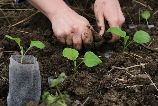 30 мая – лучший день по лунному календарю для высадки в грунт рассады овощей: не теряйте время